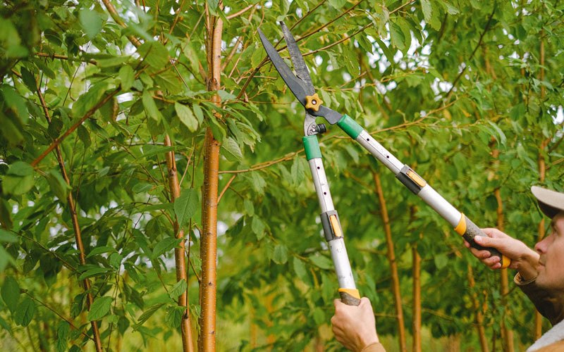 Tree trimming in Chapmanville, WV