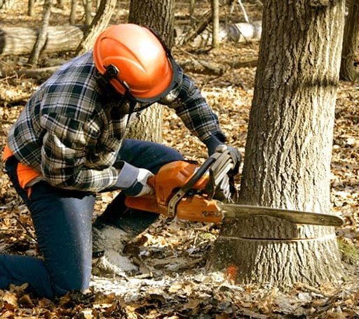 Tree Removal in Chapmanville, WV